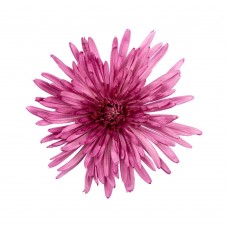 Lavender Spider Anastasia Chrysanthemum