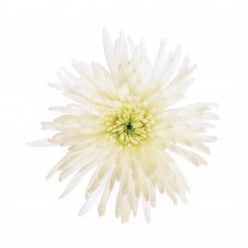White Spider Anastasia Chrysanthemum