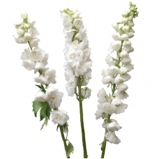 White Delphinium
