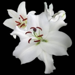 White Oriental Lily