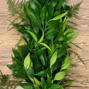 Cocculus Asparagus Plumosus Garland