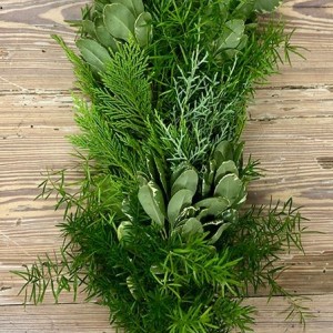 Asparagus Sprengeri Var Pitt Garland