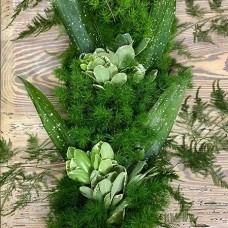 Ming Plumosus Aspidistra Var Pitt Garland