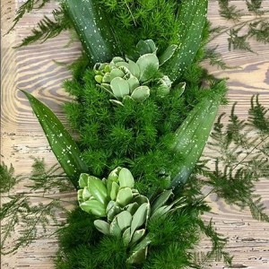 Ming Plumosus Aspidistra Var Pitt Garland