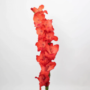 Red Gladiolus