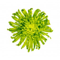 Green Spider Anastasia Chrysanthemum