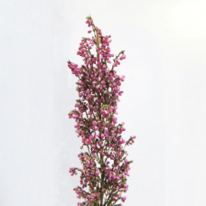 Pink Heather
