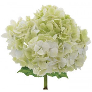 Green Hydrangea