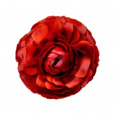 Ranunculus Red