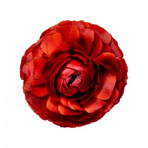 Ranunculus Red