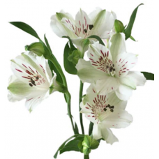 White Alstroemeria