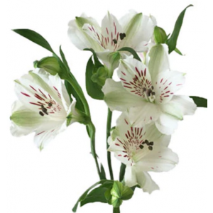 White Alstroemeria