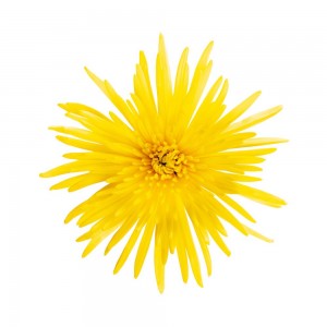Yellow Spider Anastasia Chrysanthemum