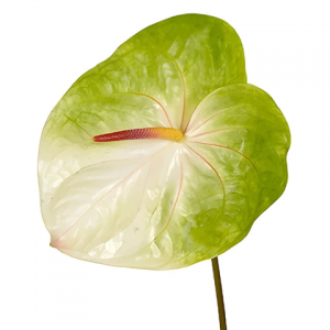 Green Anthurium