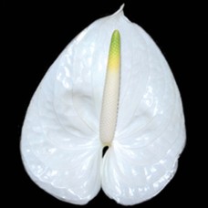 White Anthurium