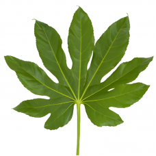 Aralia Leaf