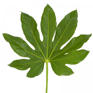 Aralia Leaf