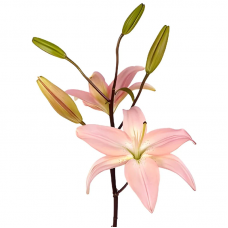 Pink Asiatic Lily
