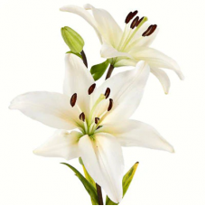 White Asiatic Lily