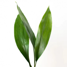 Aspidistra Leaf