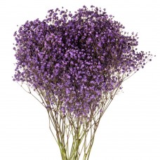 Purple Tinted Baby's Breath