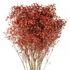 Red Tinted Baby's Breath