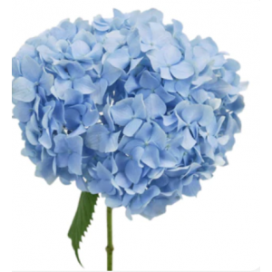 Blue Hydrangea