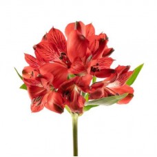 Red Alstroemeria