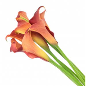 Orange Mini Calla