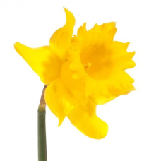 Daffodil
