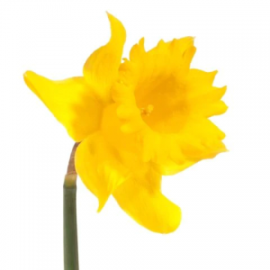 Daffodil