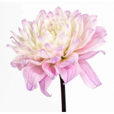 Light Pink Dahlia