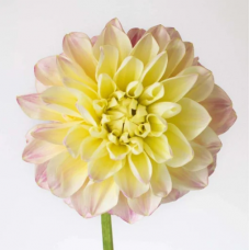 Light Pink and Yellow Dahlia