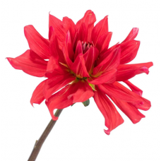 Red Dahlia