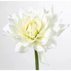 White Dahlia