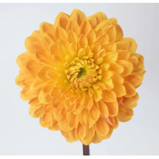 Yellow Dahlia
