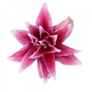 Dark Pink Double Oriental Lily