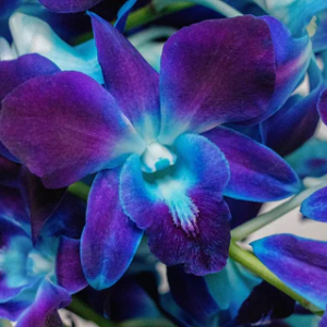 Blue Dendrobium Orchid