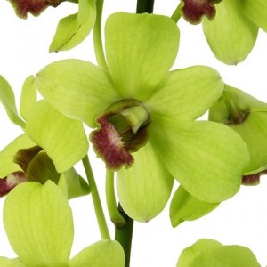 Green Dendrobium Orchid