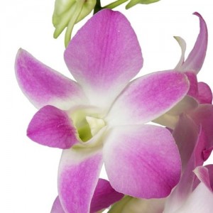 Sakura Dendrobium Orchid