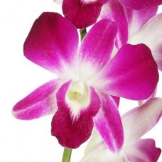 Sonnia Dendrobium Orchid