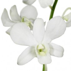 White Dendrobium Orchid