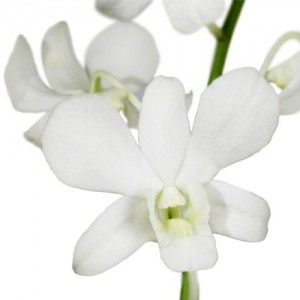 White Dendrobium Orchid