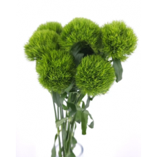Dianthus