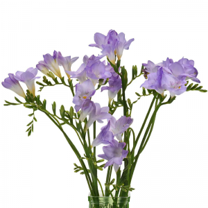 Lavender Freesia