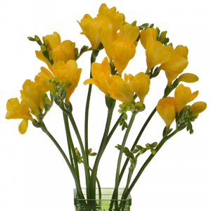 Yellow Freesia