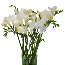 White Freesia