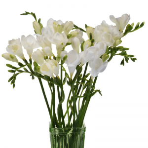 White Freesia