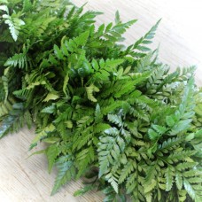Leatherleaf Garland