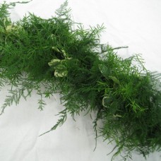 Sprengeri Plumosus Var Pitt Garland